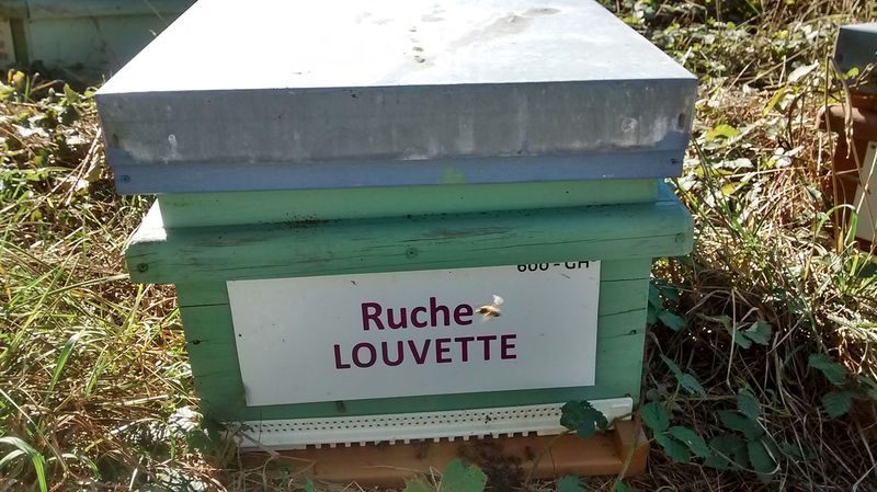La ruche Louvette