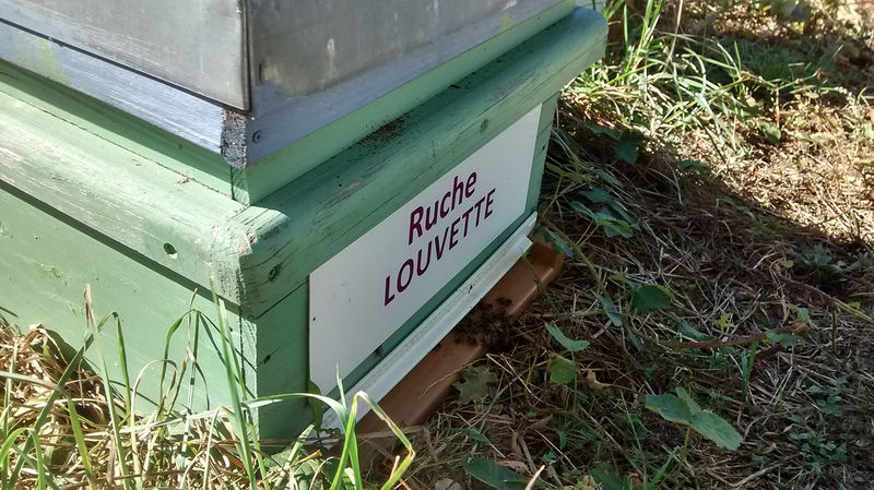 La ruche Louvette