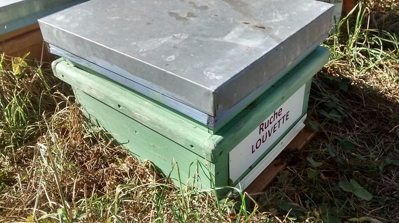 La ruche Louvette