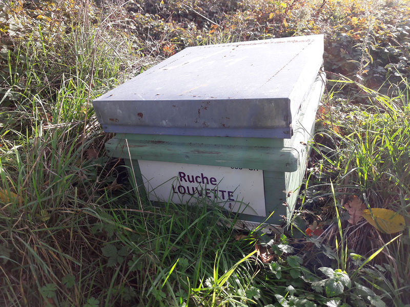 La ruche Louvette