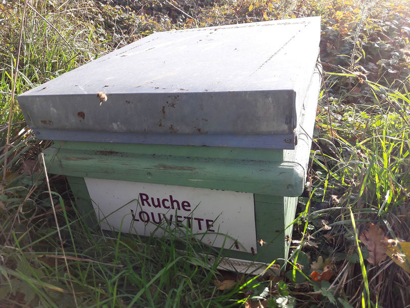 La ruche Louvette