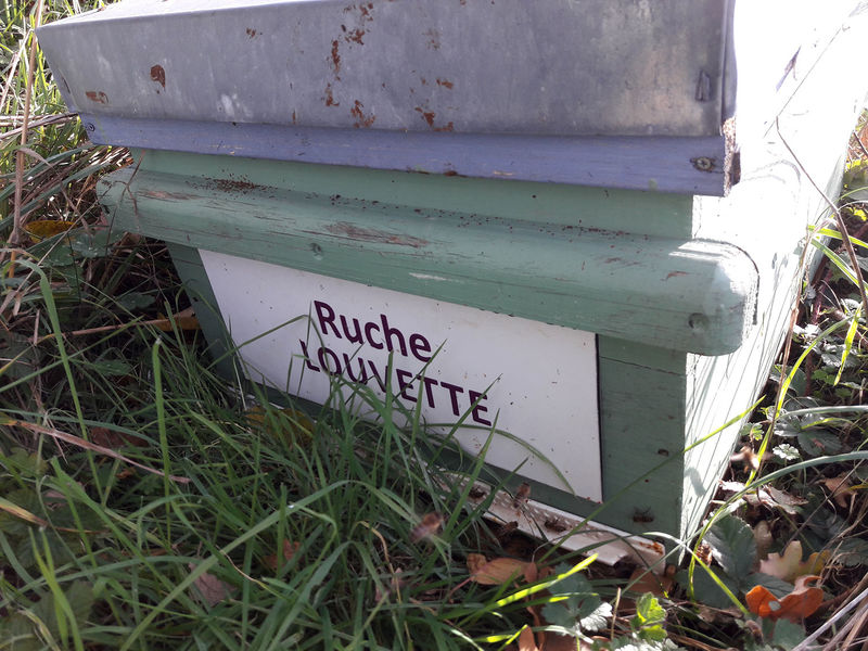 La ruche Louvette