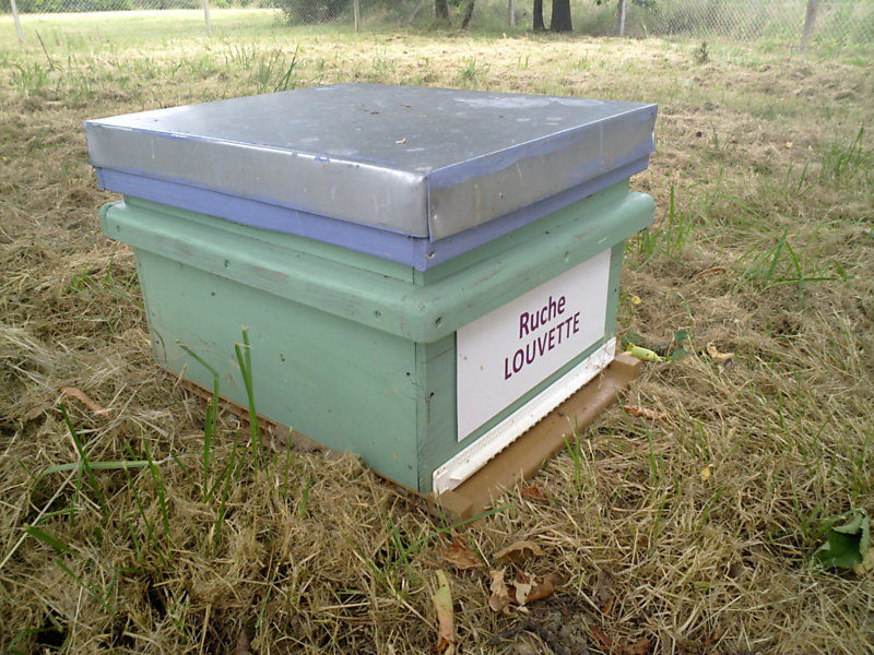 La ruche Louvette