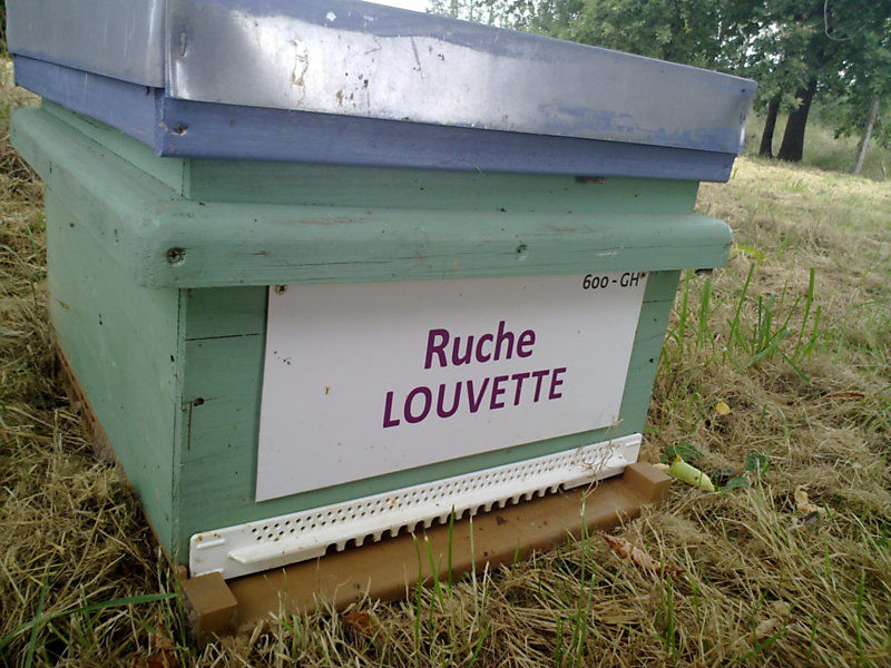 La ruche Louvette