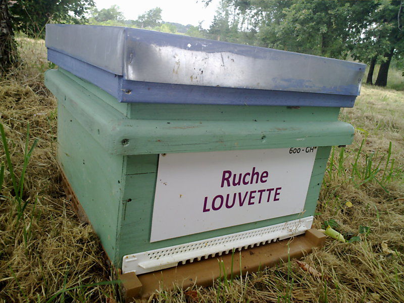 La ruche Louvette