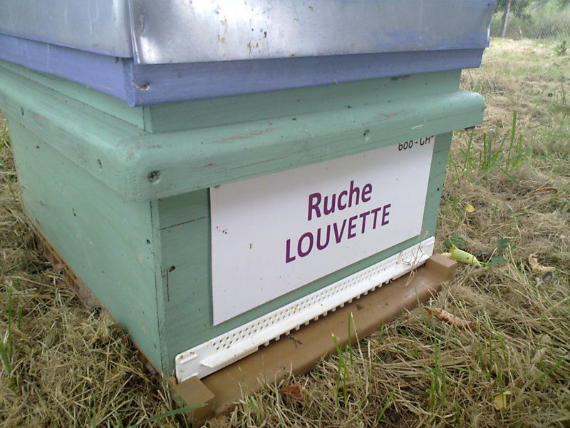 La ruche Louvette
