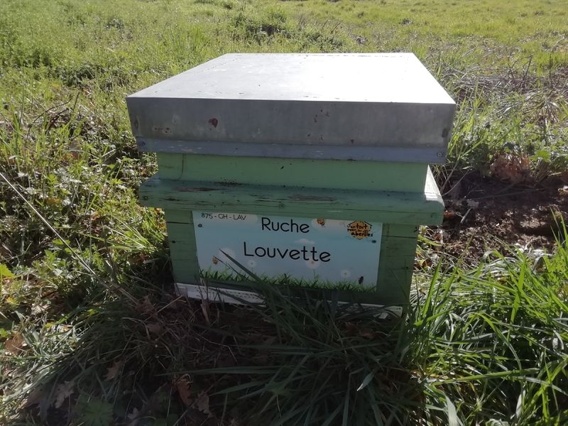 La ruche Louvette