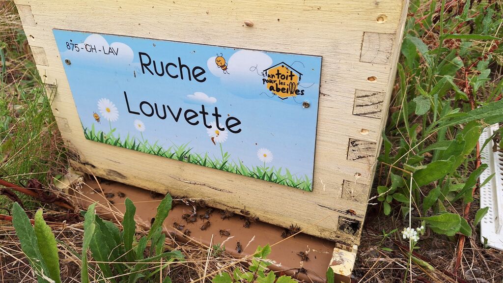 La ruche Louvette
