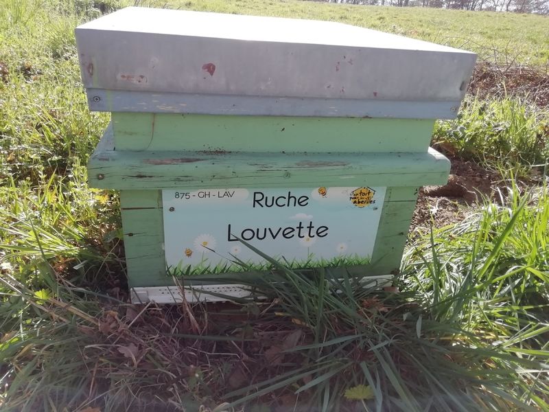 La ruche Louvette