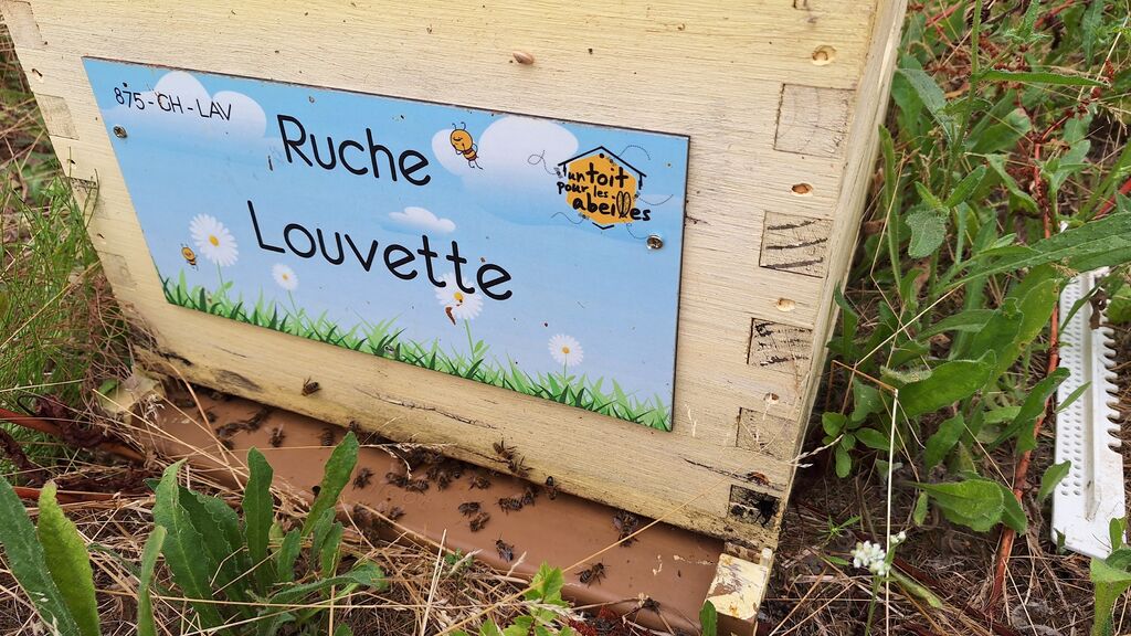 La ruche Louvette
