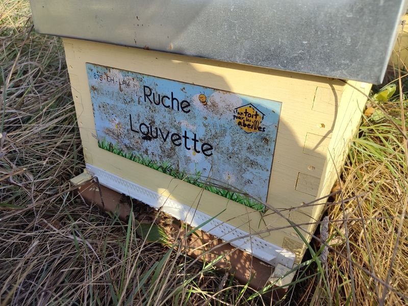 La ruche Louvette