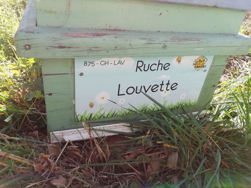 La ruche Louvette