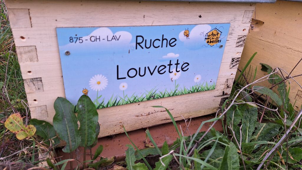 La ruche Louvette