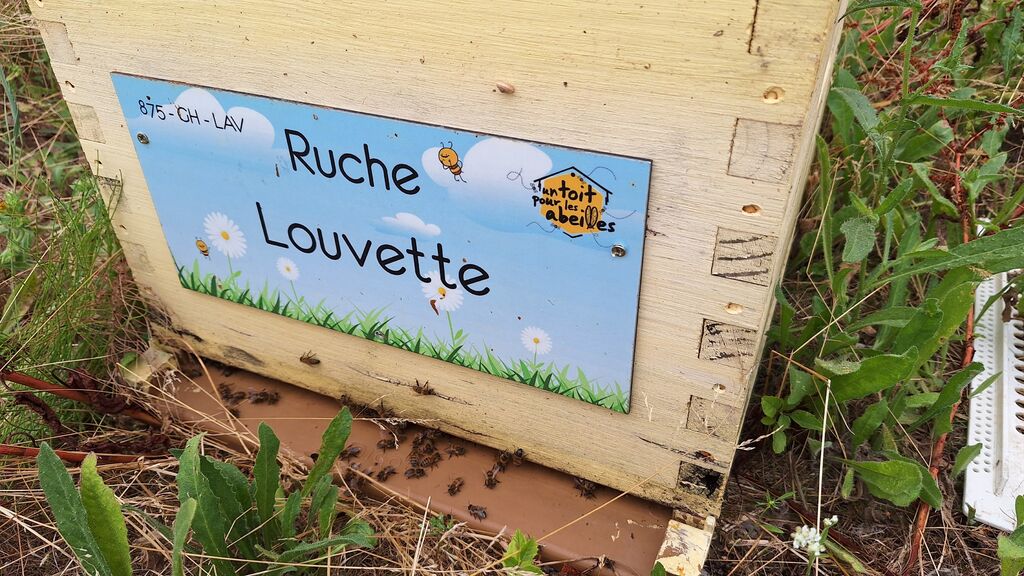 La ruche Louvette