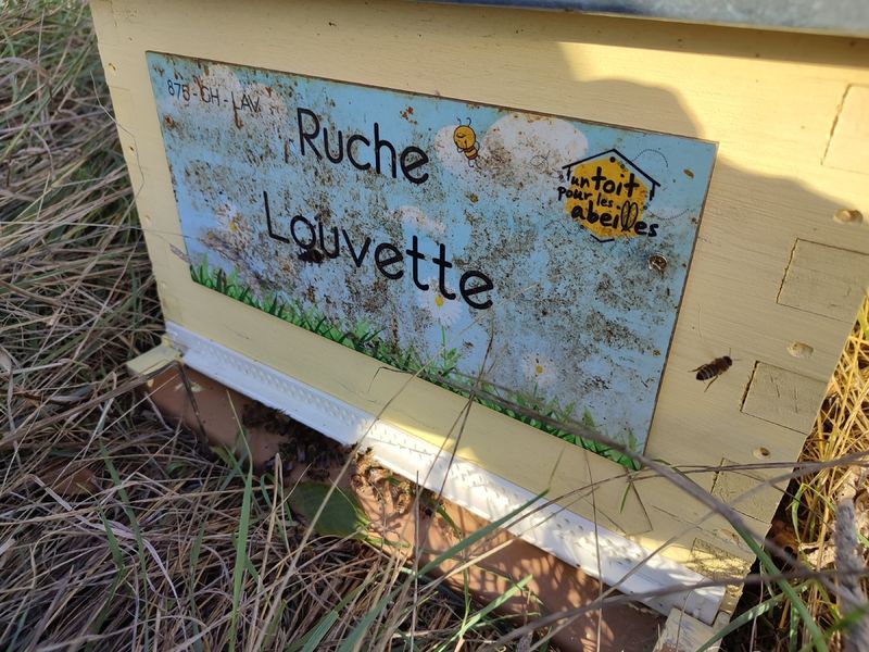 La ruche Louvette