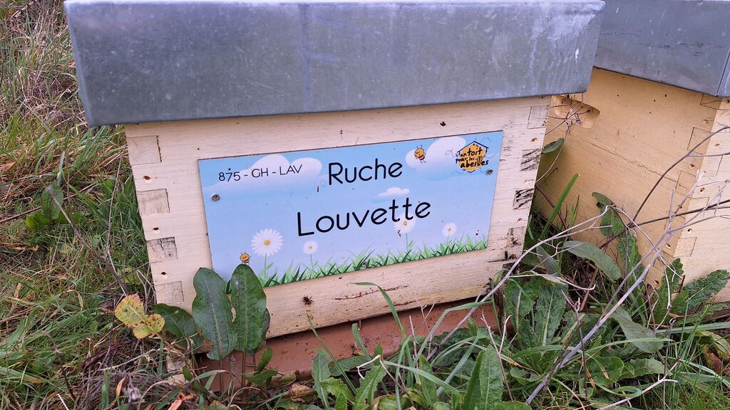 La ruche Louvette