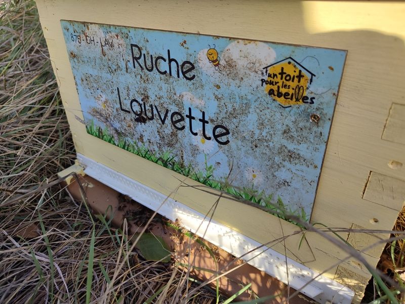 La ruche Louvette