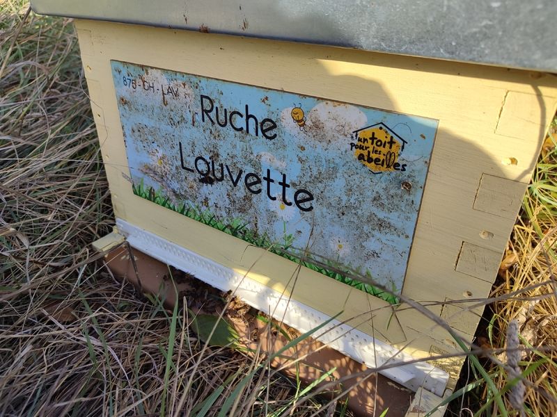 La ruche Louvette
