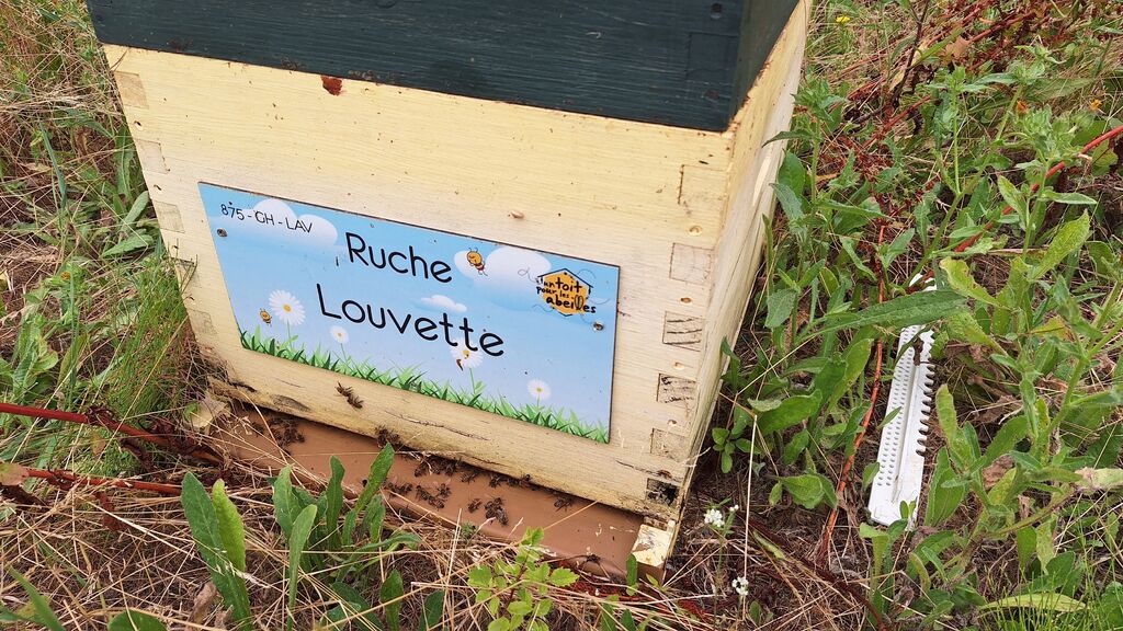 La ruche Louvette