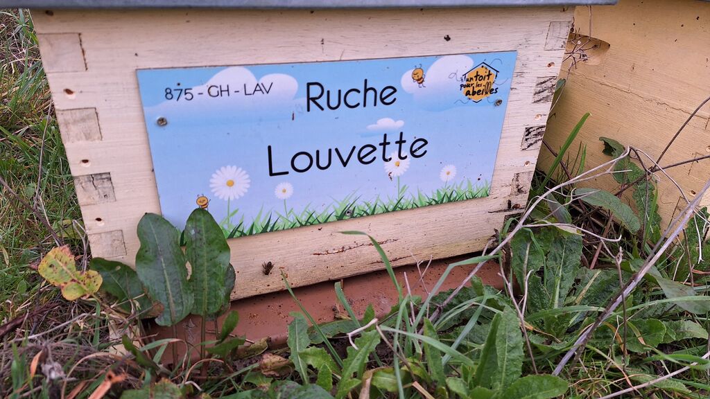 La ruche Louvette