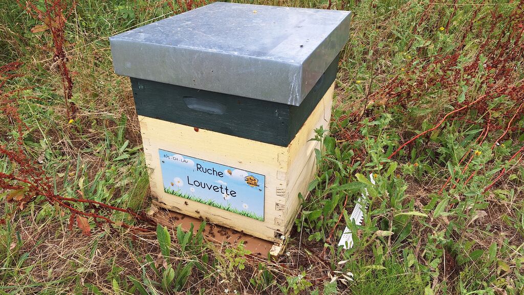 La ruche Louvette