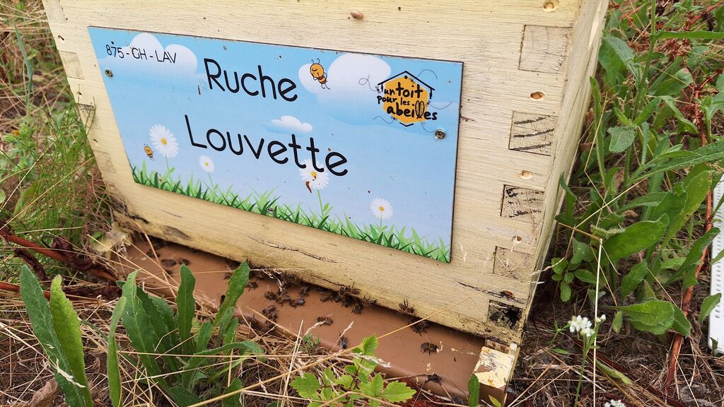 La ruche Louvette