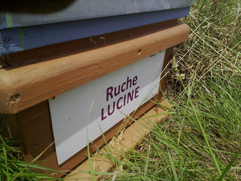 La ruche 