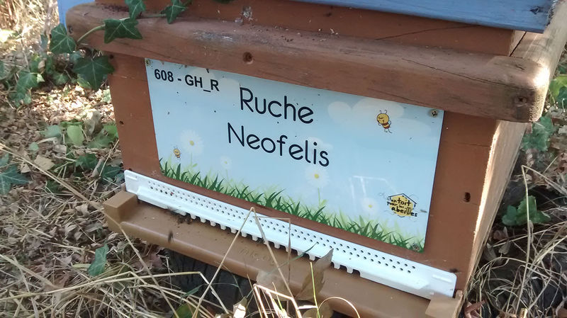 La ruche Neofelis