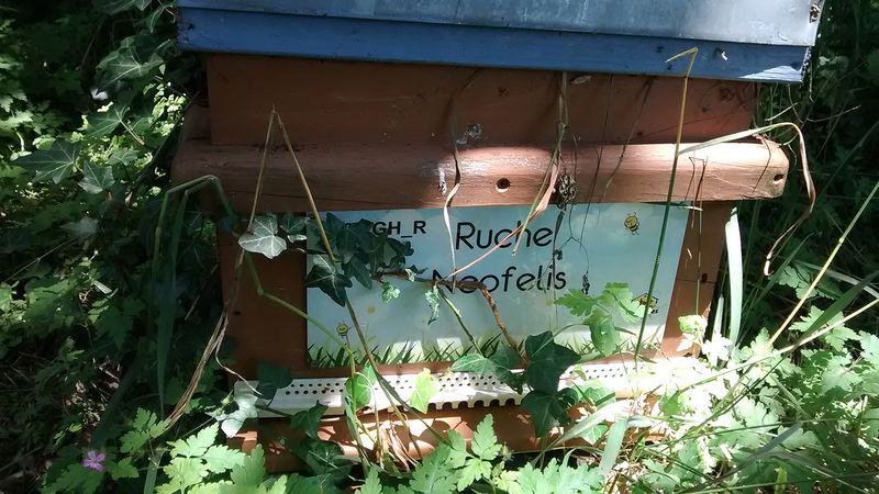 La ruche Neofelis