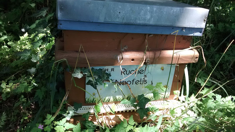 La ruche Neofelis