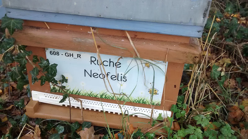 La ruche Neofelis