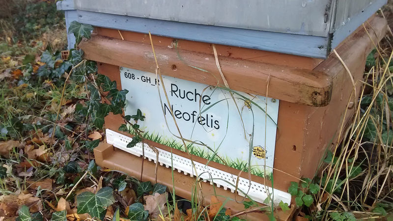 La ruche Neofelis
