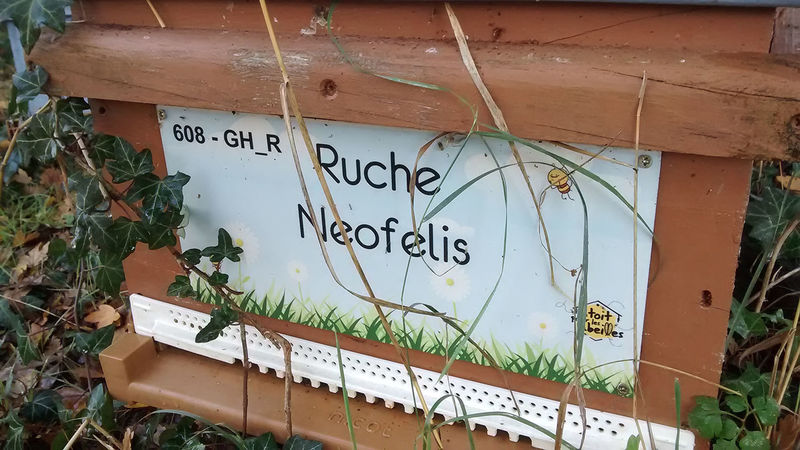 La ruche Neofelis