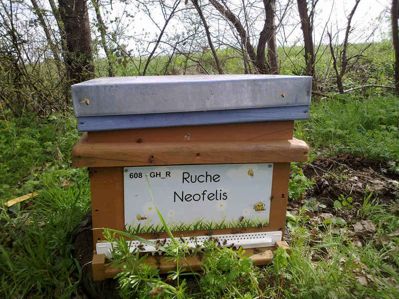 La ruche Neofelis