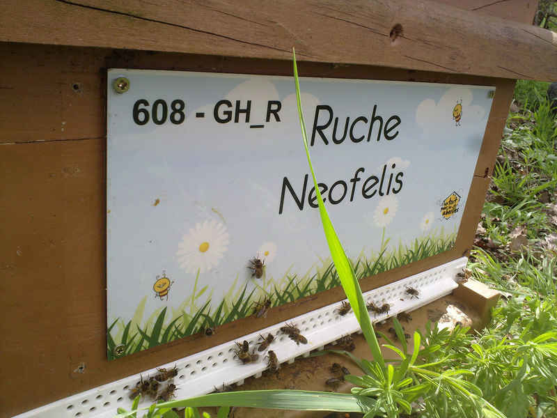 La ruche Neofelis