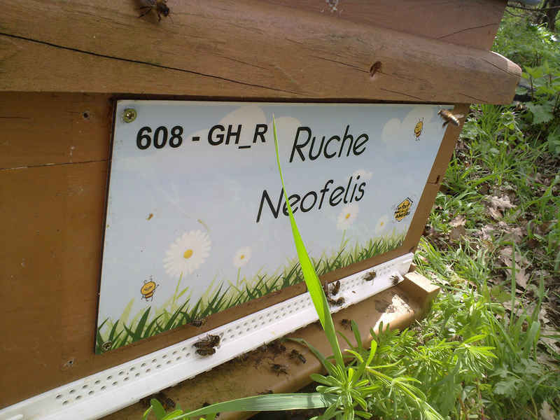La ruche Neofelis