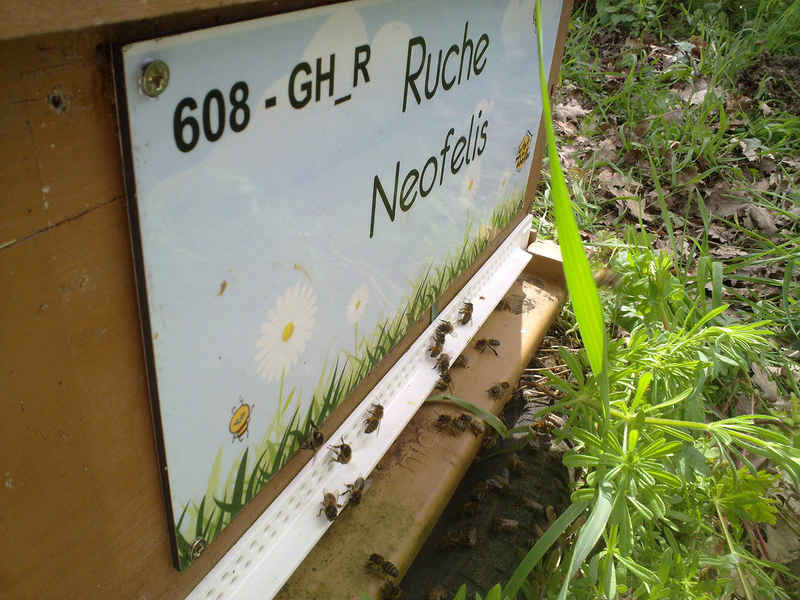La ruche Neofelis