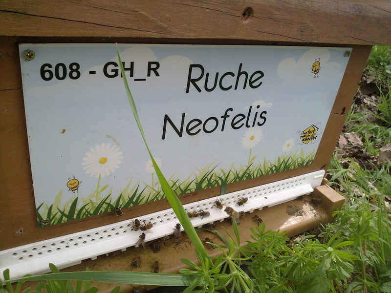 La ruche Neofelis