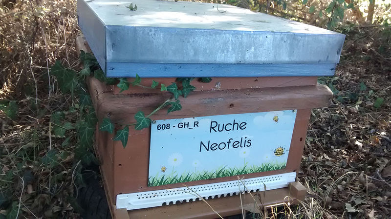 La ruche Neofelis