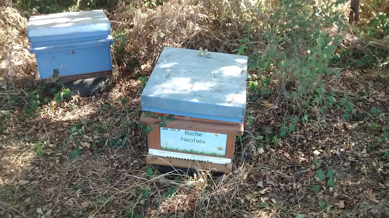 La ruche Neofelis