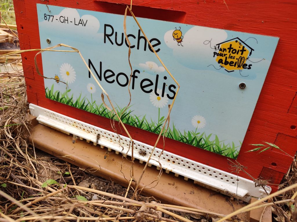 La ruche Neofelis