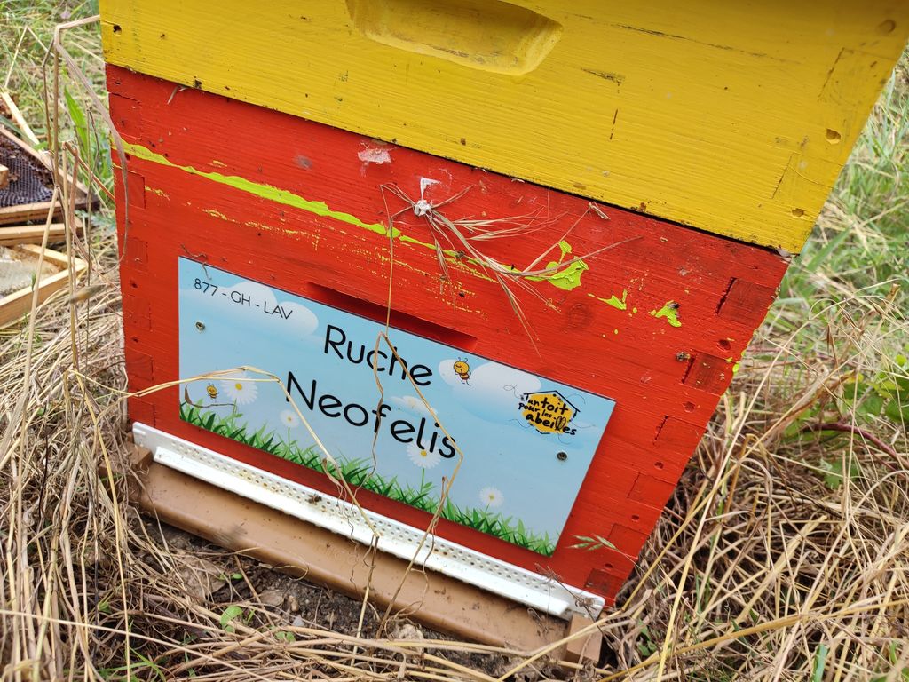 La ruche Neofelis