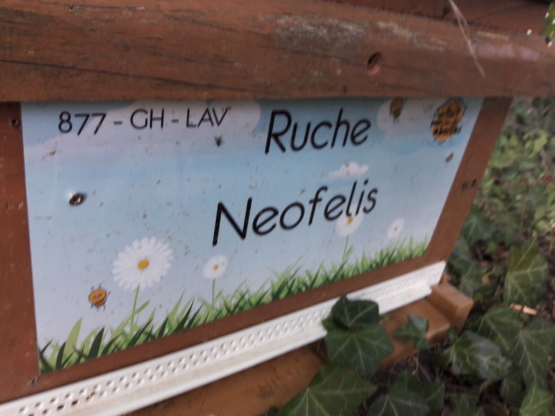 La ruche Neofelis