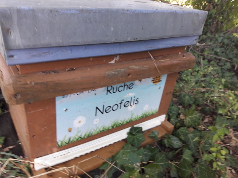 La ruche Neofelis