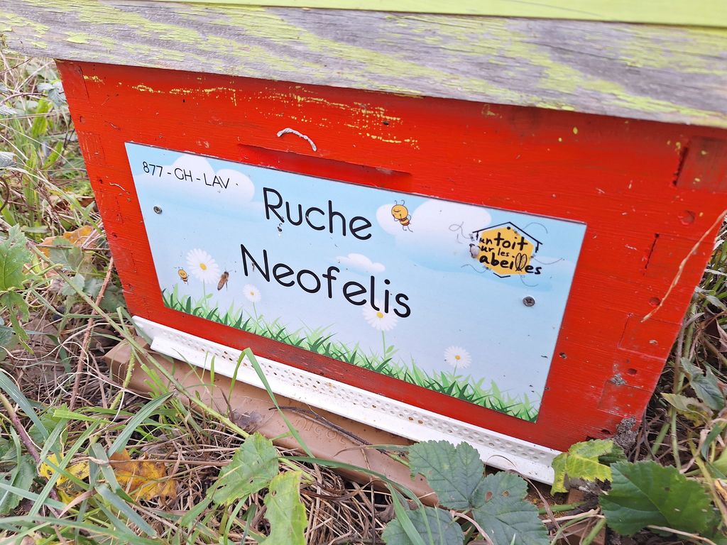 La ruche Neofelis
