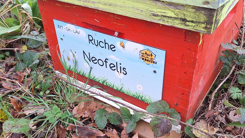 La ruche Neofelis