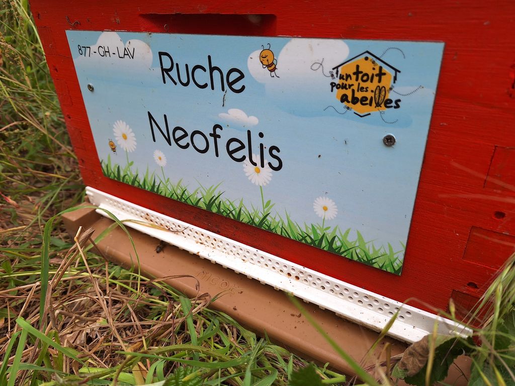 La ruche Neofelis