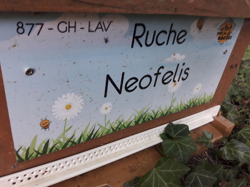 La ruche Neofelis