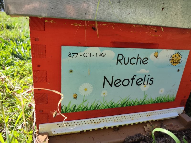 La ruche Neofelis