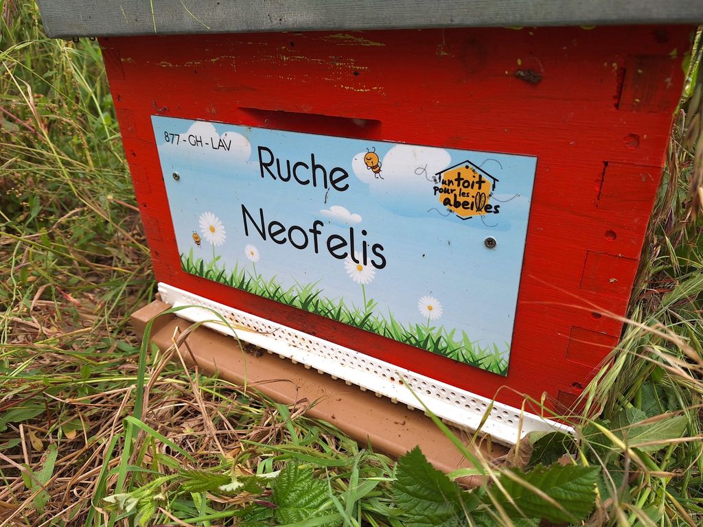 La ruche Neofelis